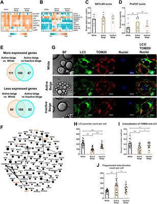 Human abdominal subcutaneous-derived active beige adipocytes carrying FTO rs1421085 obesity-risk alleles exert lower thermogenic capacity